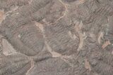 Ordovician Trilobite Mortality Plate (Pos/Neg) - Morocco #218667-5